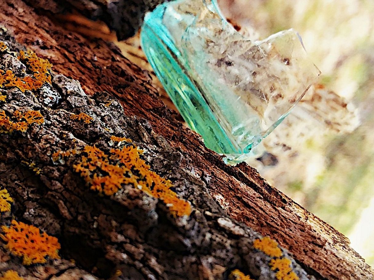 close-up, no people, focus on foreground, tree trunk, textured, trunk, nature, tree, selective focus, wood - material, day, outdoors, damaged, plant, rough, run-down, deterioration, solid, decline, tilt