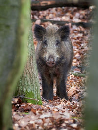 Portrait of an animal on field