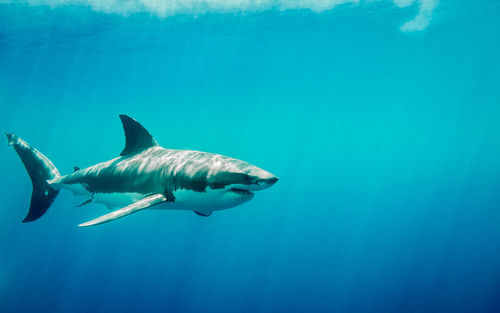 Close-up of shark swimming in sea