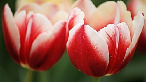 Close-up of red tulip