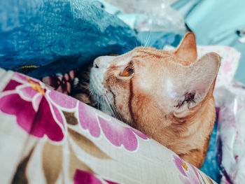 Close-up of a dog sleeping on bed