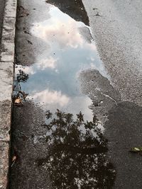 Reflection of trees in puddle