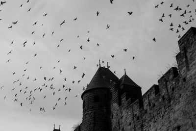 Low angle view of birds flying against sky