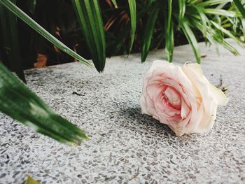 Close-up of rose bouquet