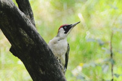 Close-up of bird perching on tree