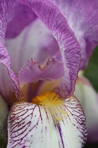 Macro shot of purple flower