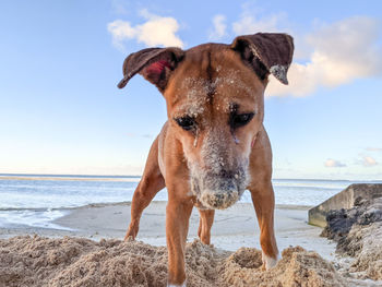 Guam dog sandy face