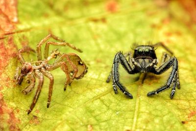 Close-up of spider