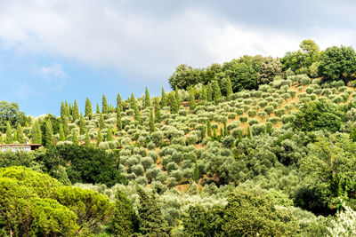 Plants growing on land against sky