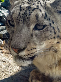 Close-up of cat looking away