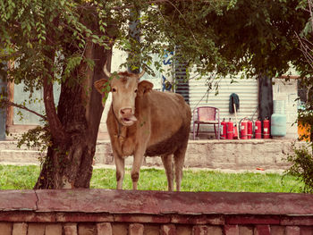 Cows standing in a farm