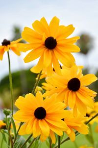 Close-up of yellow flowers blooming outdoors