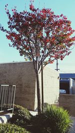 Blossoming trees in a park