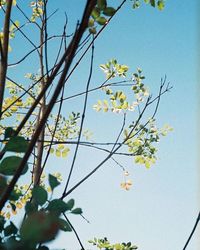 Low angle view of flowers against blue sky