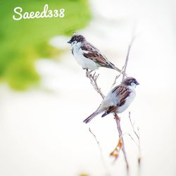 Close-up of bird perching