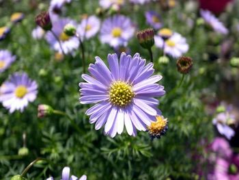 Close-up of pink daisy blooming outdoors