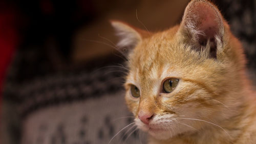 Close-up of cat looking away