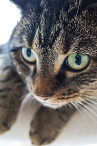 Close-up portrait of cat