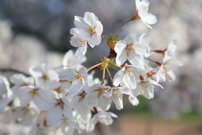 Close-up of white flowers blooming on tree