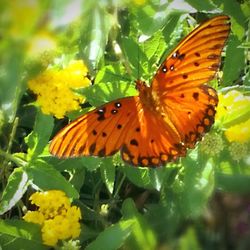 Close-up of butterfly on flower