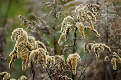 Close-up of white flowering plant