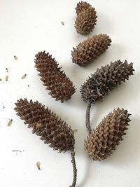 High angle view of pine cones on white background 