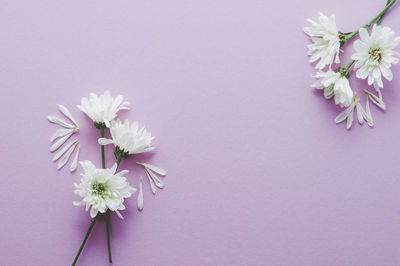 Close-up of pink flowers against white background