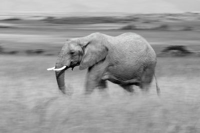 Mono slow pan of african elephant walking