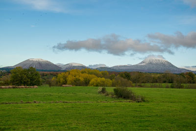 Scenic view of field against sky