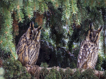 Portrait of owl perching on pine tree