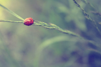 High angle view of ladybug on plant