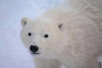 Close-up portrait of polar bear on snow