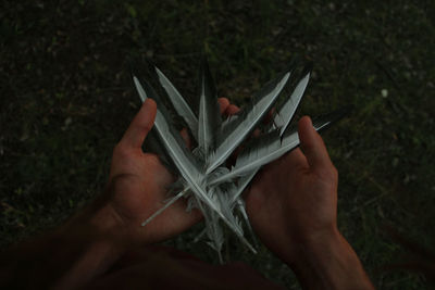 Close-up of hands holding feathers