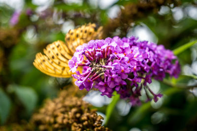 Close-up of butterfly on purple flower