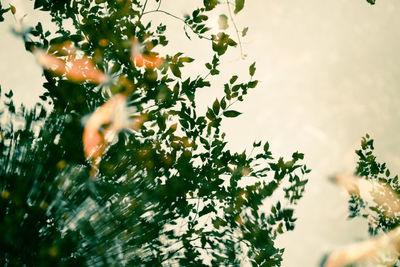 Low angle view of flowering plant against sky