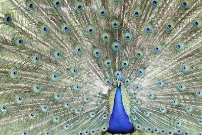 Close-up of peacock feathers