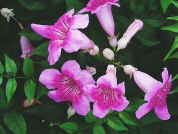 Close-up of pink flowers