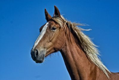 Close-up side view of a horse against clear blue sky