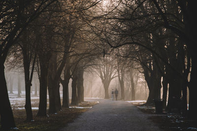 Trees in park