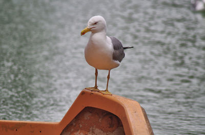 bird