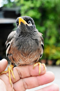 Close-up of hand holding bird