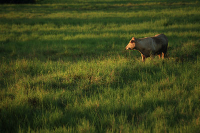 Side view of a horse on field