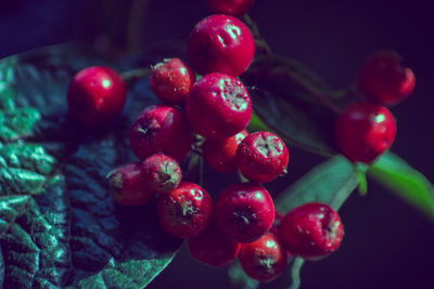 Close-up of cherries on tree