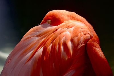 Parrot sleeping, miami zoo