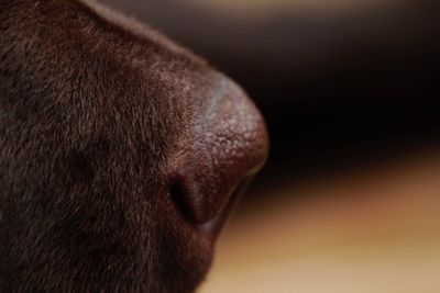 Close-up of dog