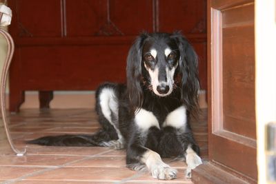Portrait of mixed-breed dog relaxing on tiled floor