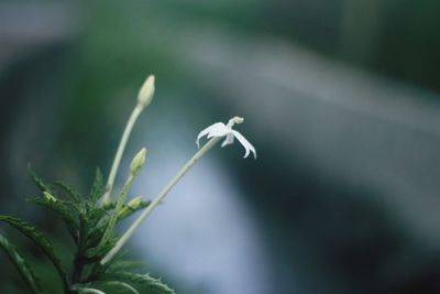 Close-up of white flowering plant