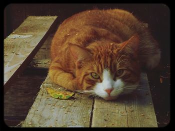 Portrait of cat