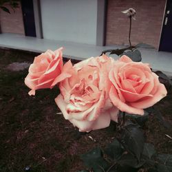 Close-up of pink roses blooming outdoors