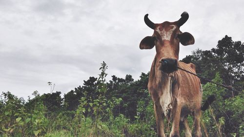 Portrait of cow grazing on field against sky